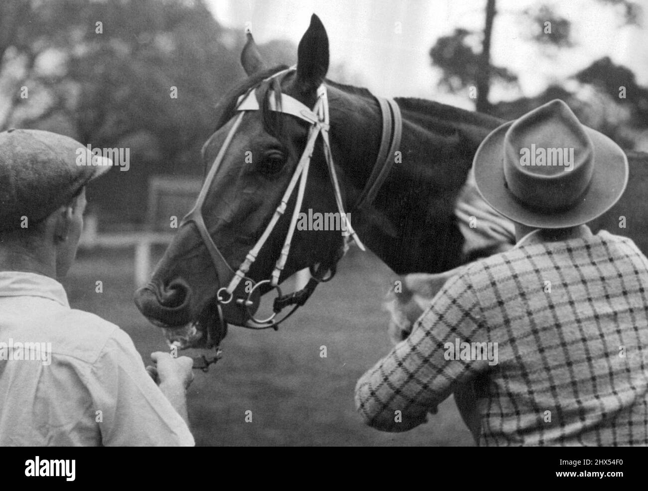 Newmarket favorite San Domenico being rubbed down by his trainer Bill Kearns after working at Flemington. March 18, 1952. Stock Photo