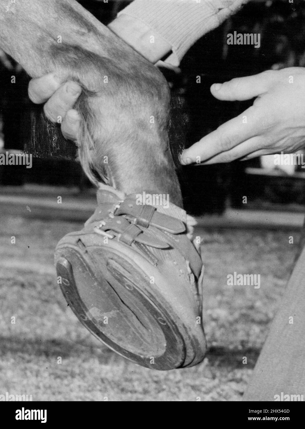 This picture of Tarien's off hind leg hoof, shows how it was protected after Tarien had run a nail in it earlier in the week. Part owner Mr. R.D. Cummings, says that the injury has not affected the mare, and she should go close to winning the Epsom. October 03, 1953. Stock Photo