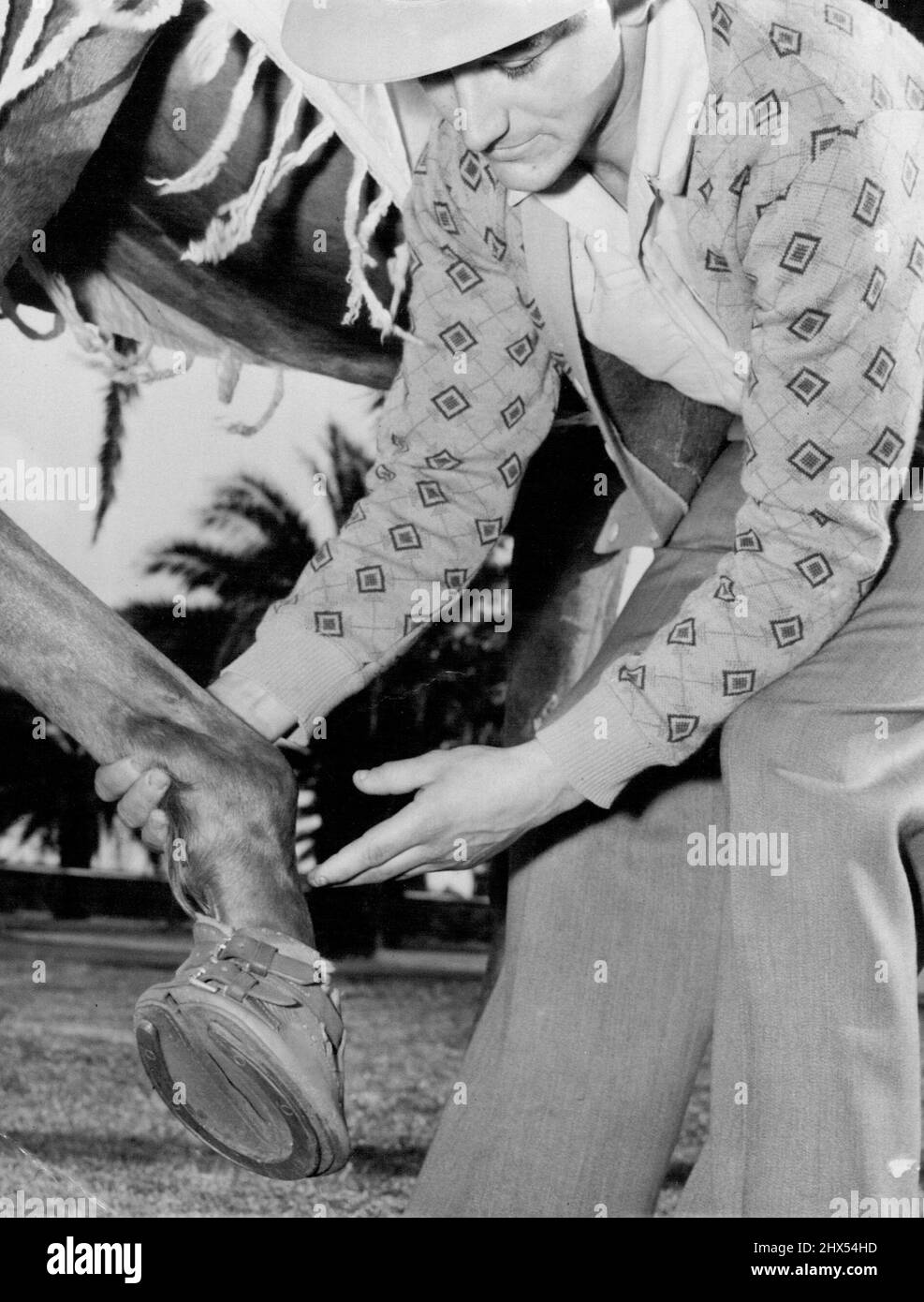 Neville Johnson shows the special boot on Tarien's hoof. October 22, 1954 Stock Photo Alamy