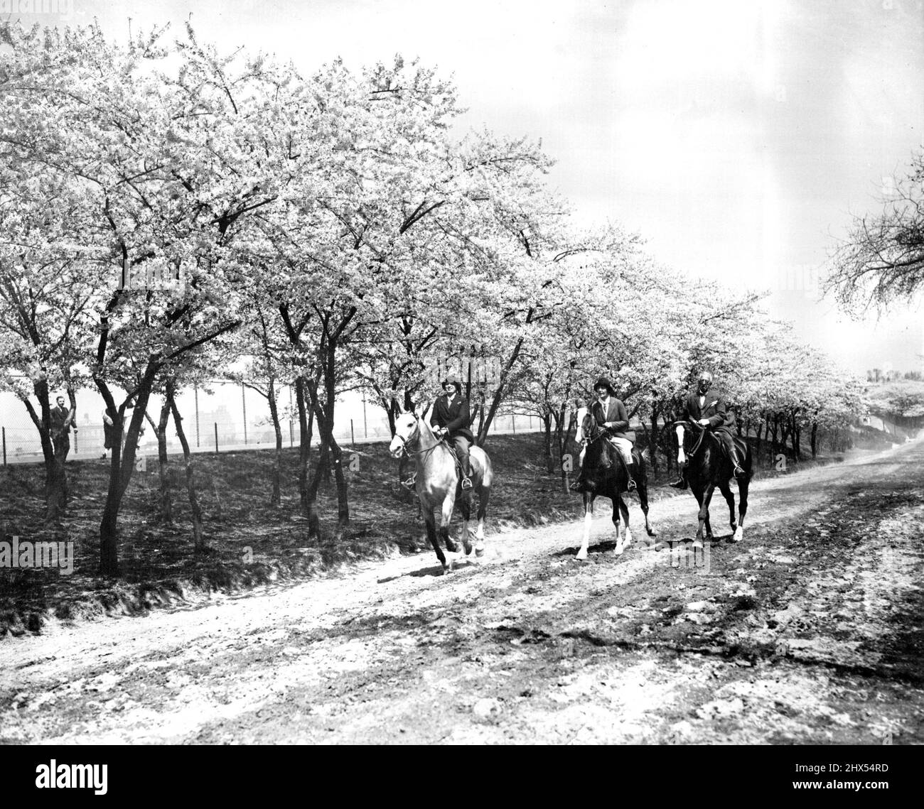 A Bit Of Japan. . . In The Heart Of New York -- These fair equestriennes in Central Park are enjoying all the thrills of Cherry Blossom in old Japan without leaving the heart of mad Manhattan. The beautiful bridle path is now lined with millions of Cherry Blossoms which reached their full SP Lendor today Monday. June 17, 1931. Stock Photo