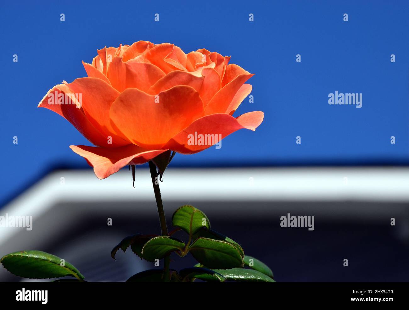 Open Blossom of an Orange Rose with Leaves Against a Bright Blue Sky and the White Edge of a Roofline Stock Photo