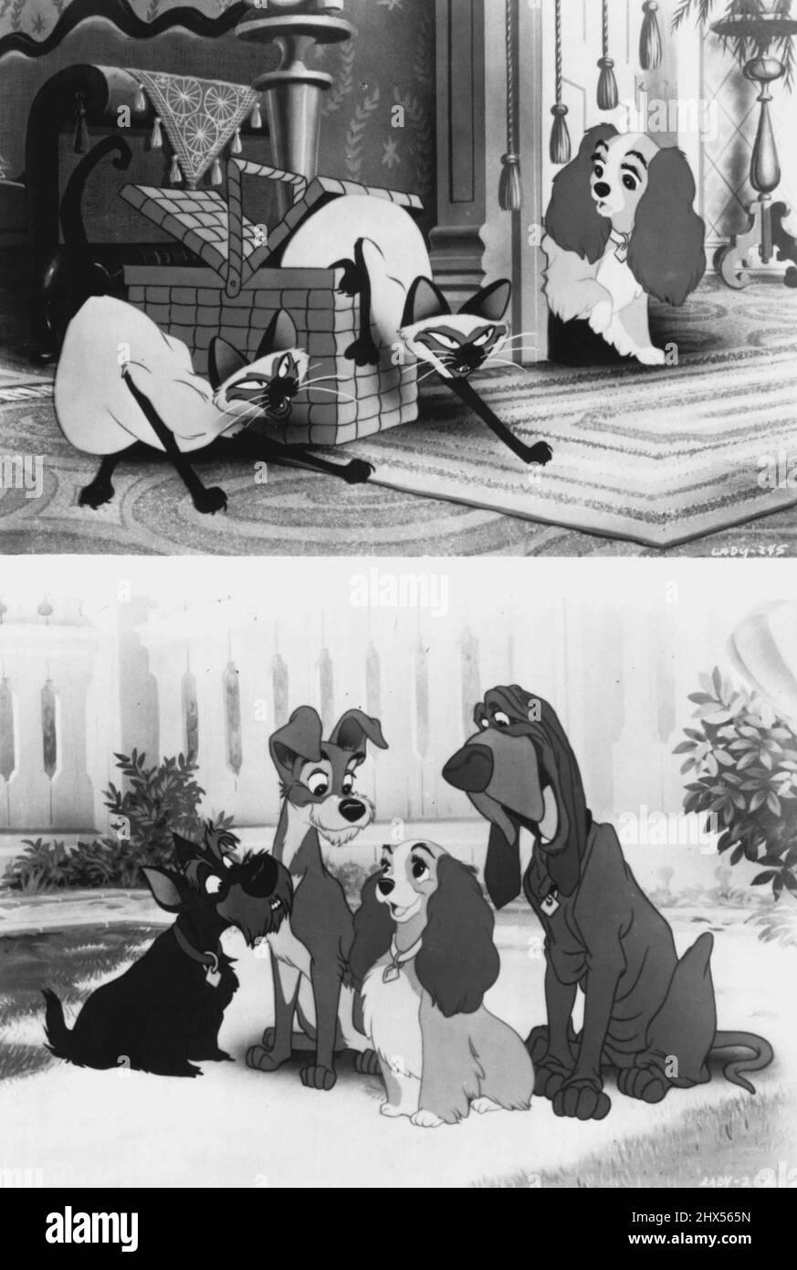 Lady meets Si and Am, two mischievous siamese cats, in a scene from Walt Disney classic Lady And The Tramp. Distributed in Australia by Roadshow Distributers. Rated G.Tramp introduces himself to Lady, Trusty the bloodhound and Jock the Scottish terrior in a scene from Walt Disney's classic Lady And The Tramp Distributed in Australia by Roadshow Distributers Rated G. January 01, 1955. Stock Photo