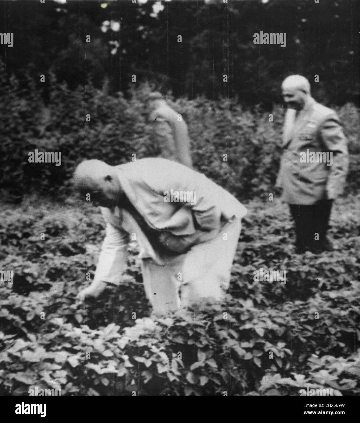 Strawberry Time in Moscow - White-Suited Nikita Khrushchev bends to pick wild Strawberries at Semyonovskaya, the summer residence where Marshal Bulganin Entertained western diplomats at a Sunday garden party, August 7. Behind is Marshal Ivan Koniev, the Soviet Wartime Commander. August 24, 1955. (Photo by Associated Press Photo). Stock Photo