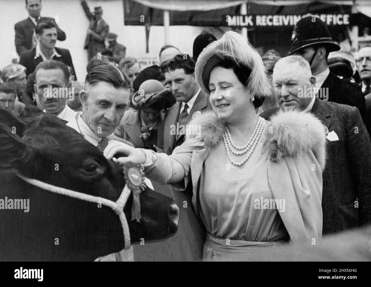 The Queen Takes a Look At the King's Prize Cattle -- Britain's Queen Elizabeth makes friends with a red poll champion cow Royal Frolic', entered by the king at the Royal; agricultural Society's show at Cambridge. Princess Margaret was to have attended the show but was taken ill during the journey and returned to Buckingham palace were it was announced that she had a chill. July 05, 1951. (Photo by Paul Popper). Stock Photo