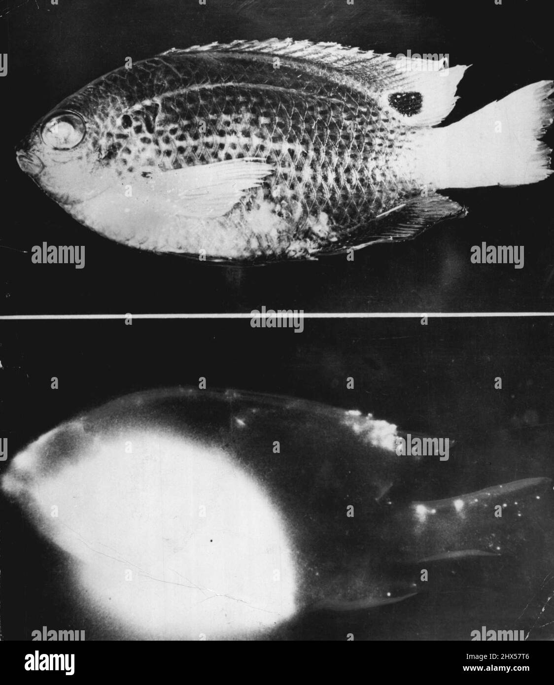 Bikini Fish Contaminated -- At top is photo of a damsel fish caught in bikini lagoon after the explosion there of an atomic bomb. At bottom is radio-autograph made at the University of Washington, showing how the digestive tract has accumulated radioactive material picked up in food. Sports on fins show surface contamination from radioactive particles in the water. Photo at top was made with normal lighting using regular film. Bottom photo was made in darkness by placing the fish alongside a film highly sensitive to the radioactive material. July 29, 1949. (Photo by Associated Press Photo). Stock Photo