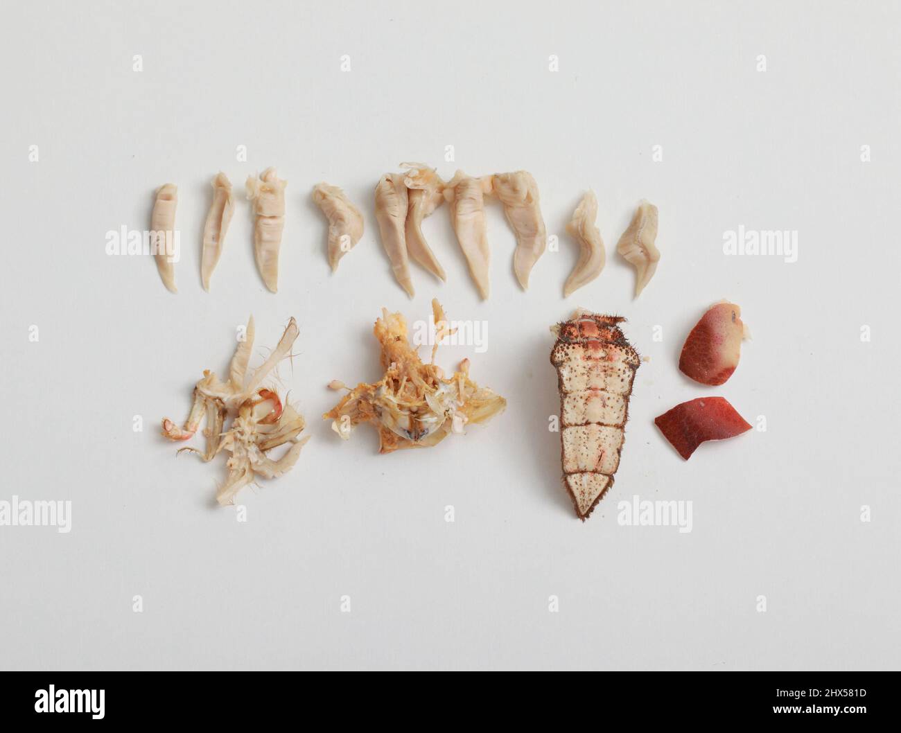Inedible parts of a crab, apron, gills, mouth, stomach sac Stock Photo