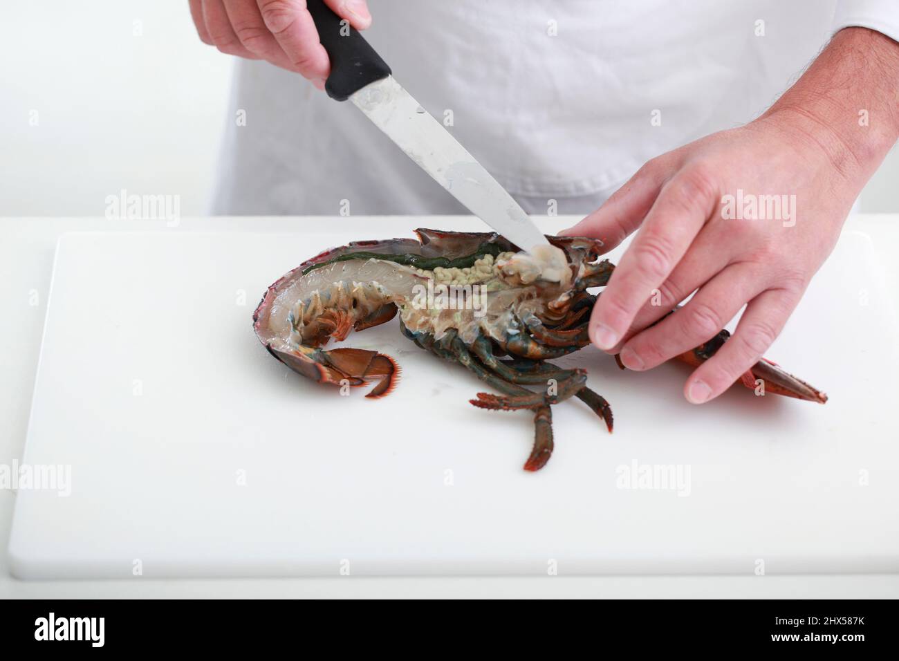 Preparing live lobster, removing stomach sac with tip of knife Stock