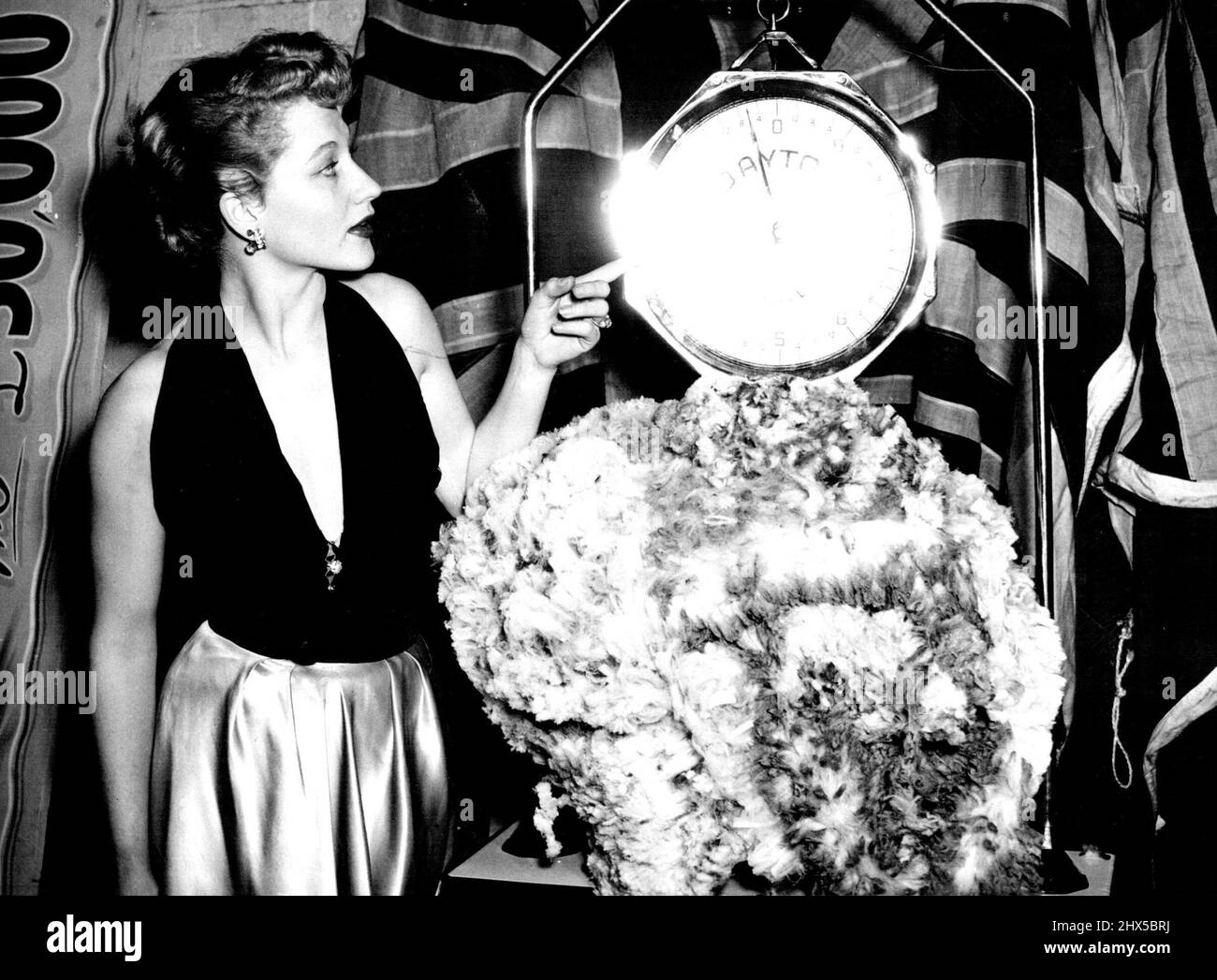 ***** Appeal. Nommie Piper, star of the Australian film 'Bitter Springs weighs the fleece of a sheep shown on the stage of the ***** theatre Brisbane a competition ***** the weight of the fleece was held to ***** the incapacitated soldiers, jailor and an memo appeal the fleece weighed *****. September 01, 1950. Stock Photo