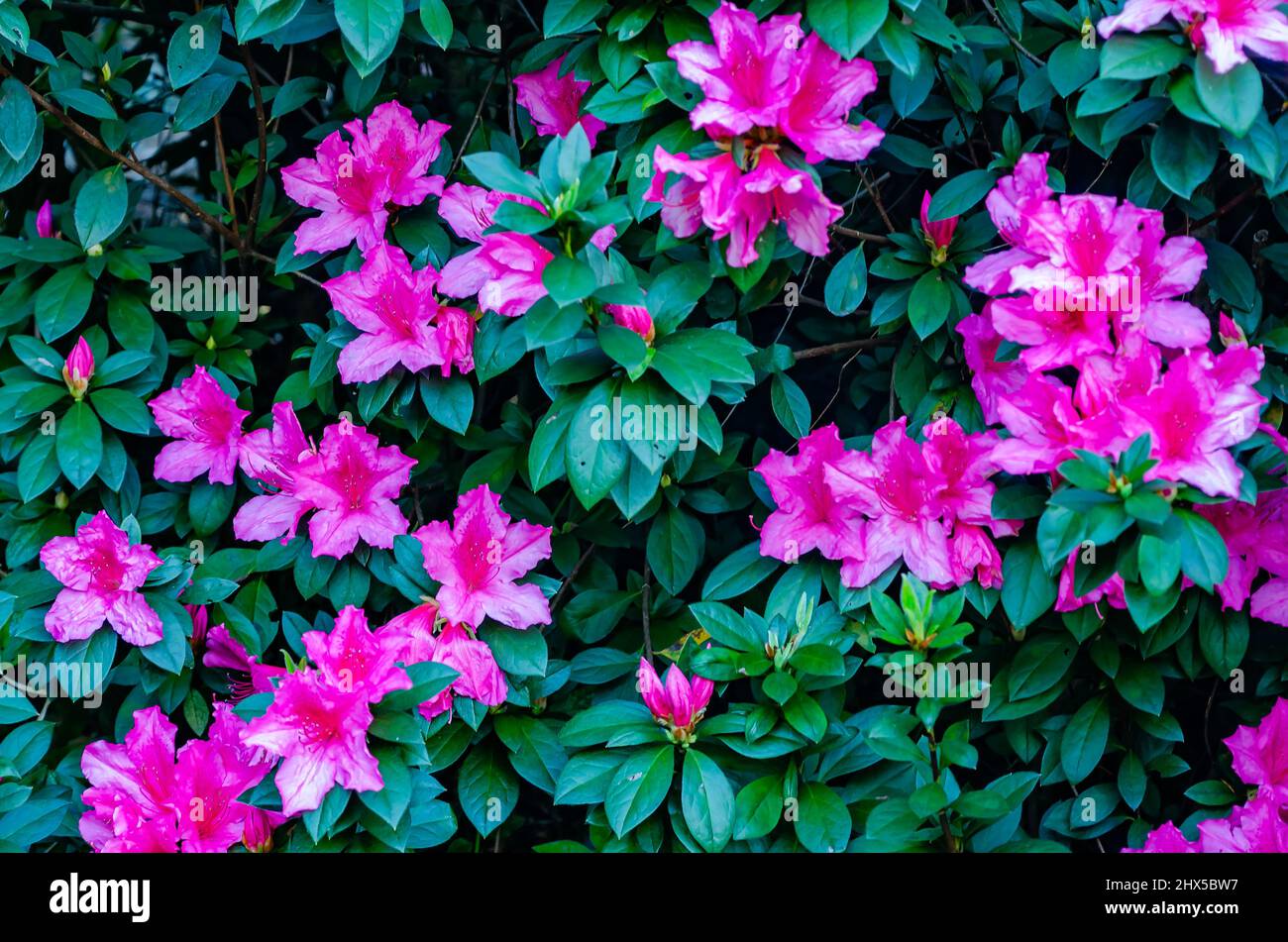 Southern Indian azaleas (Rhododendron) bloom at Bellingrath Gardens, March 4, 2022, in Theodore, Alabama. Stock Photo