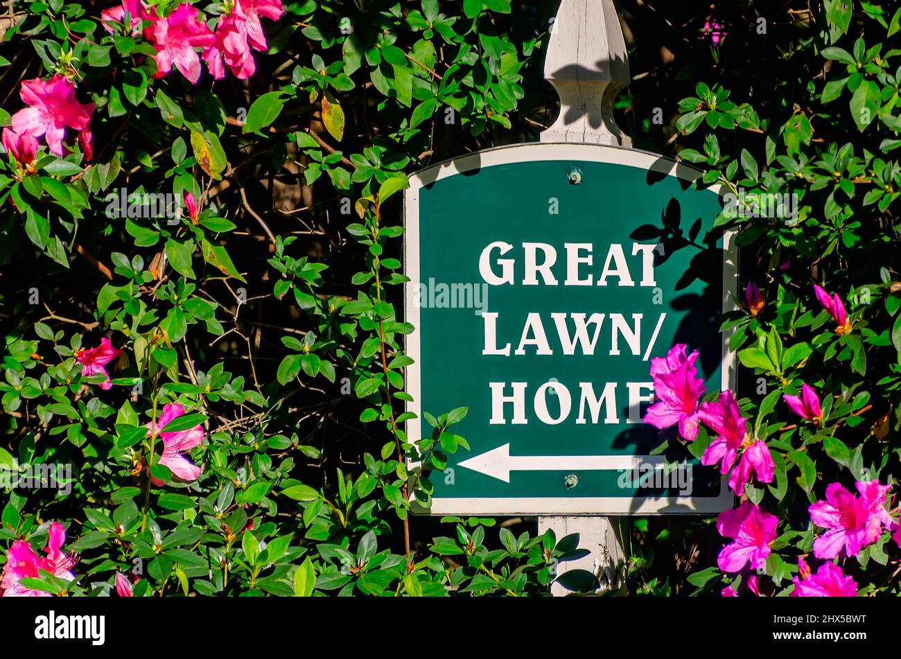 Southern Indian azaleas (Rhododendron) surround a sign directing visitors toward the Bellingrath Home and Great Lawn at Bellingrath Gardens. Stock Photo