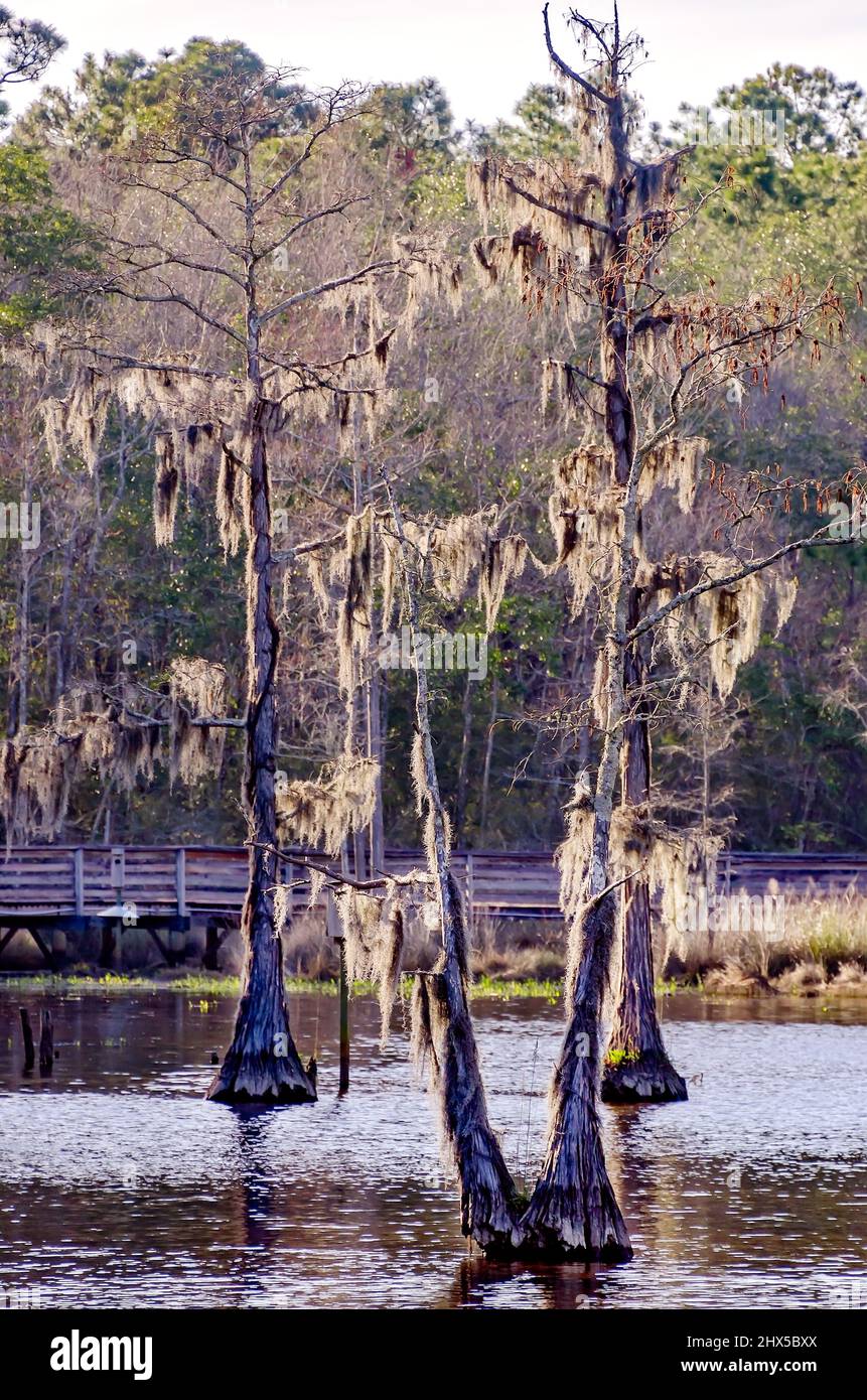 Bald cypress trees (Taxodium distichum) are pictured from the Dwight Harrigan ExxonMobil Bayou Boardwalk at Bellingrath Gardens in Theodore, Alabama. Stock Photo