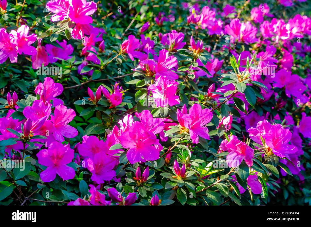 Southern Indian azaleas (Rhododendron) bloom at Bellingrath Gardens, March 4, 2022, in Theodore, Alabama. Stock Photo
