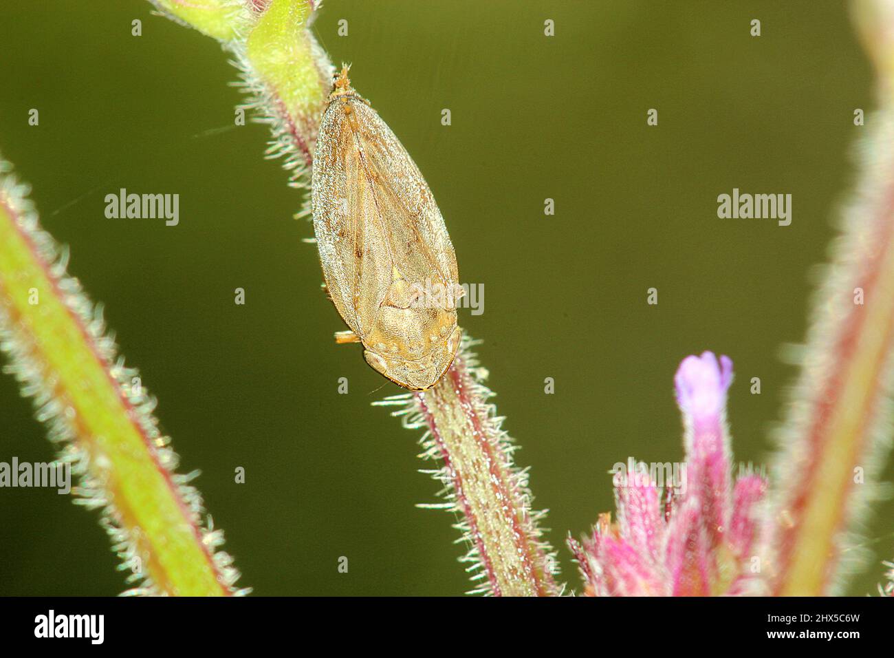 Meadow spittlebug (Philaenus spumarius Stock Photo - Alamy