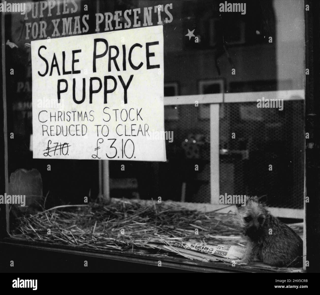 what do pet stores do with unsold puppies