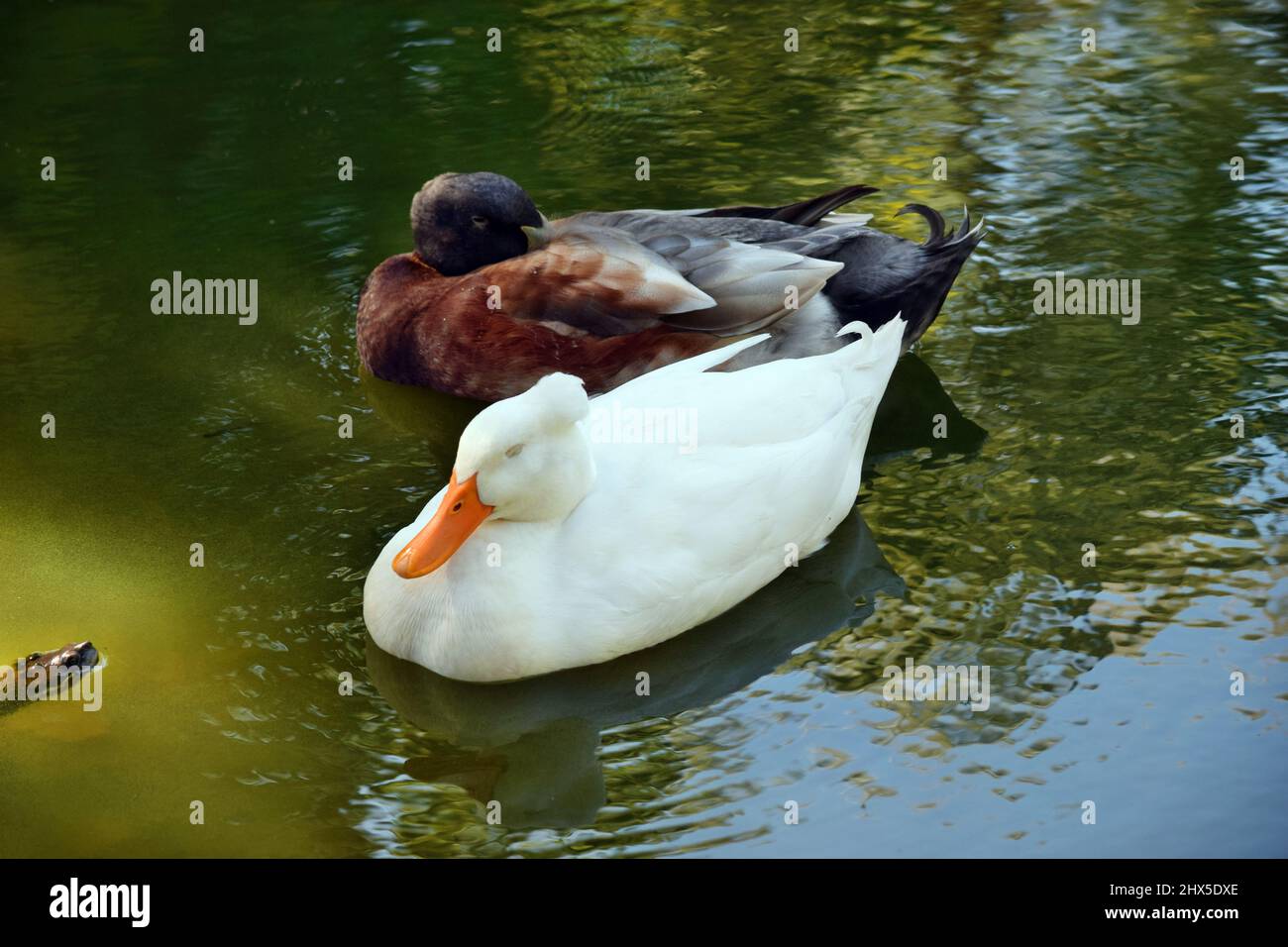 Beautiful American pekin duck swimming on the pond in Australia Stock