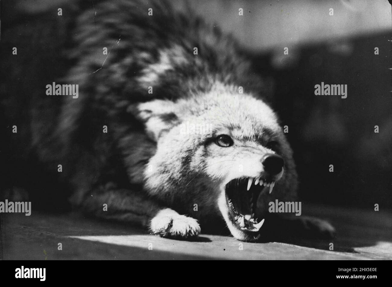 Contrary Mary Coyote, is ***** the most badtempered member of the