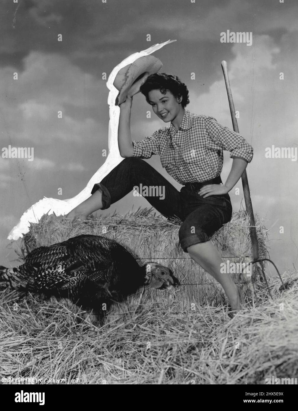 Take Heart, All you Turkeys - Xmas can be a happy time even for a turkey if he is as lucky as this bird. Columbia starlet, Kathryn Grant, currently being seen in '5 Against the House', is realy making the last hours pleasant for the gobbler before he graces her Thanksgiving board. December 13, 1955. Stock Photo
