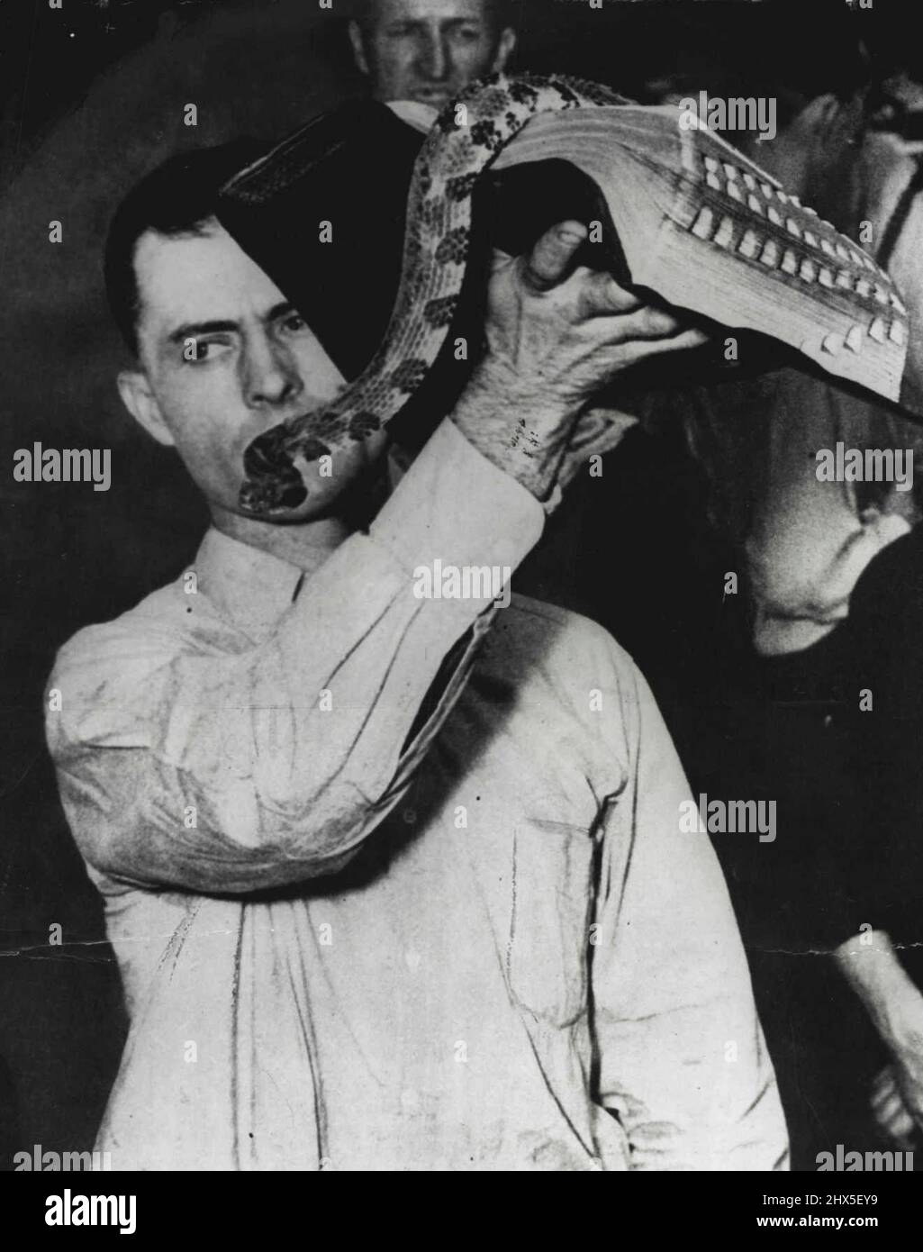 Diamondback Rattlesnake is held up on open Bible by cult leader to