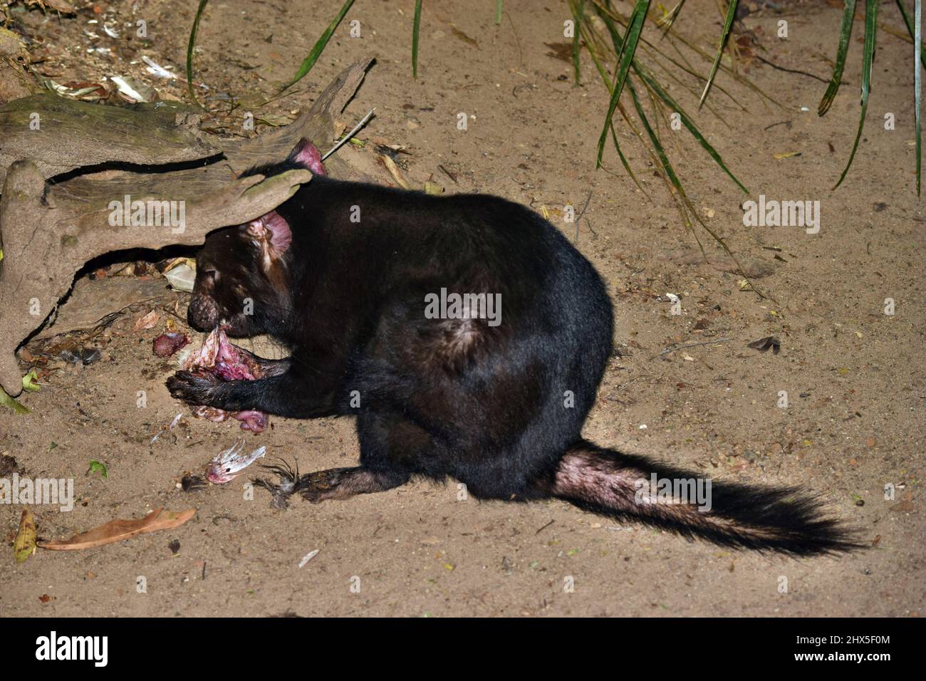 Wild tasmanian devil endangered with extinction is eating meat in ...