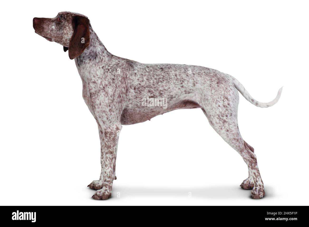 Braque du Bourbonnais (Bourbonnais Pointing Dog) Stock Photo
