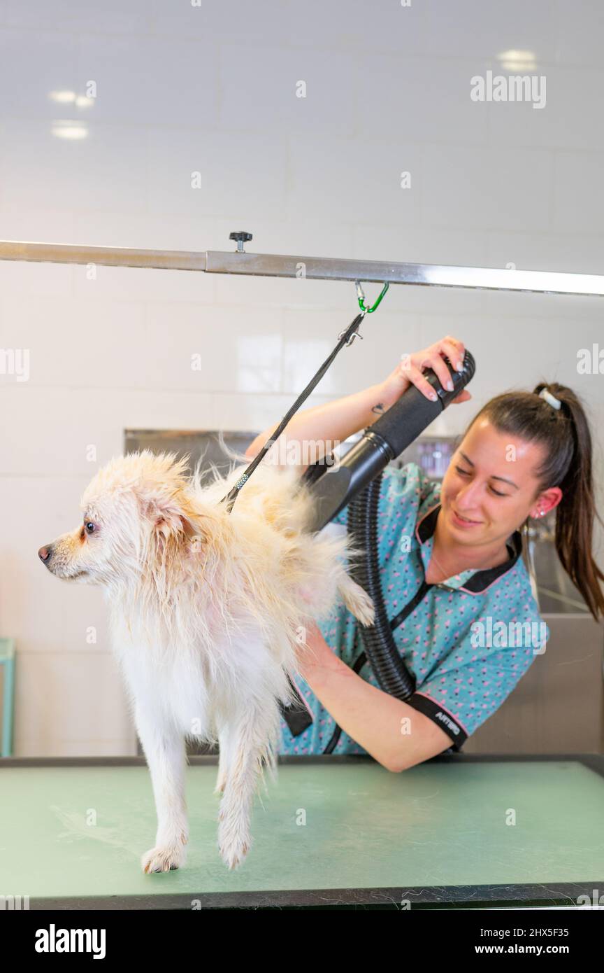Female groomer blow-drying white Pomeranian at a dog grooming salon Stock Photo
