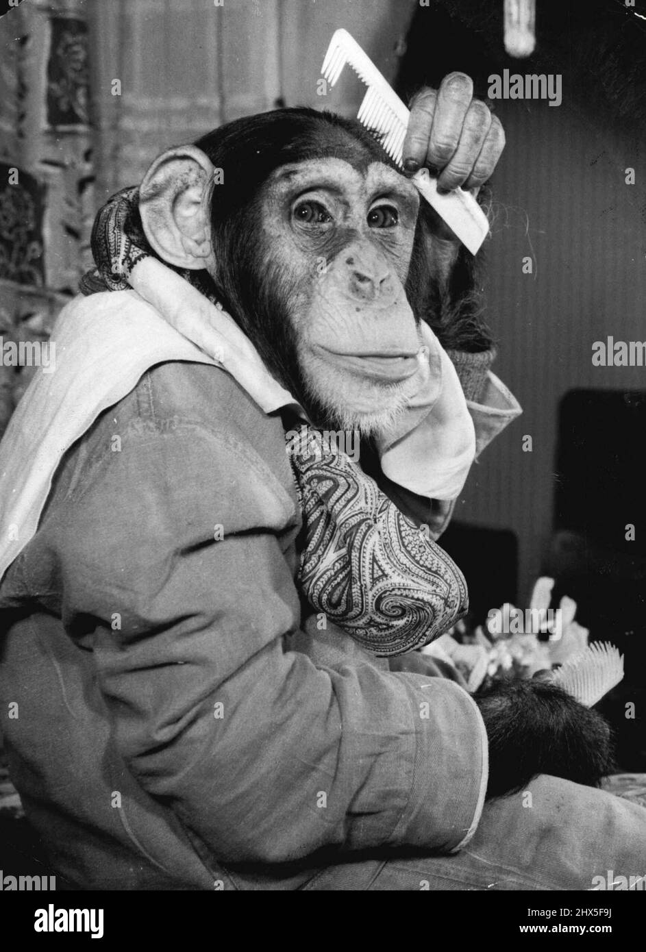 They Call Him Dandy Dean -- Dandy Dean, beau brummell of the circus, four years old and captain of Billy smart's chimpanzee billiard team. They all take their cue from me, so They Call Him Dandy Dean -- Dandy Dean, beau brummell of the circus, four years old and captain of Billy smart's chimpanzee billiard team. They all take their cue from me, so
