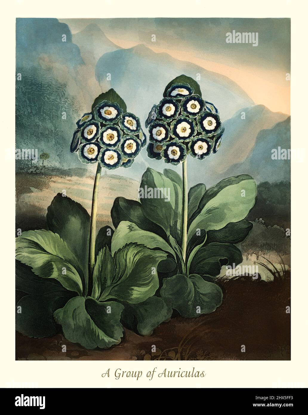 An early 19th century depiction of Primula auricula in the Genus Primula and Family Primulaceae. Alpine plants, they prized for their showy, jewel-like blooms and are traditionally displayed in individual pots on shelves in ‘theatres’.  This  artwork for Robert John Thornton's 'The Temple of Flora' in 1807, was printed, for the publisher, by T. Bensley, London, England. Stock Photo