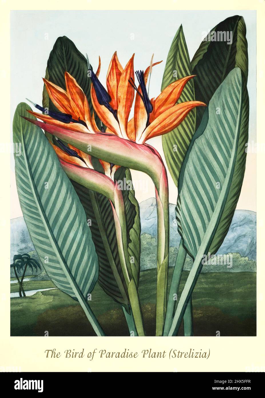 An early 19th century illustration of the Bird of Paradise plant (Strelitzia reginae) in the Genus Strelitzia and Family Strelitziaceae.  Closely related to the banana plant, the bird of paradise plant is named for closely resembling the tropical bird of the same name.  This artwork for Robert John Thornton's 'The Temple of Flora' in 1807, was printed, for the publisher, by T. Bensley, London, England. Stock Photo