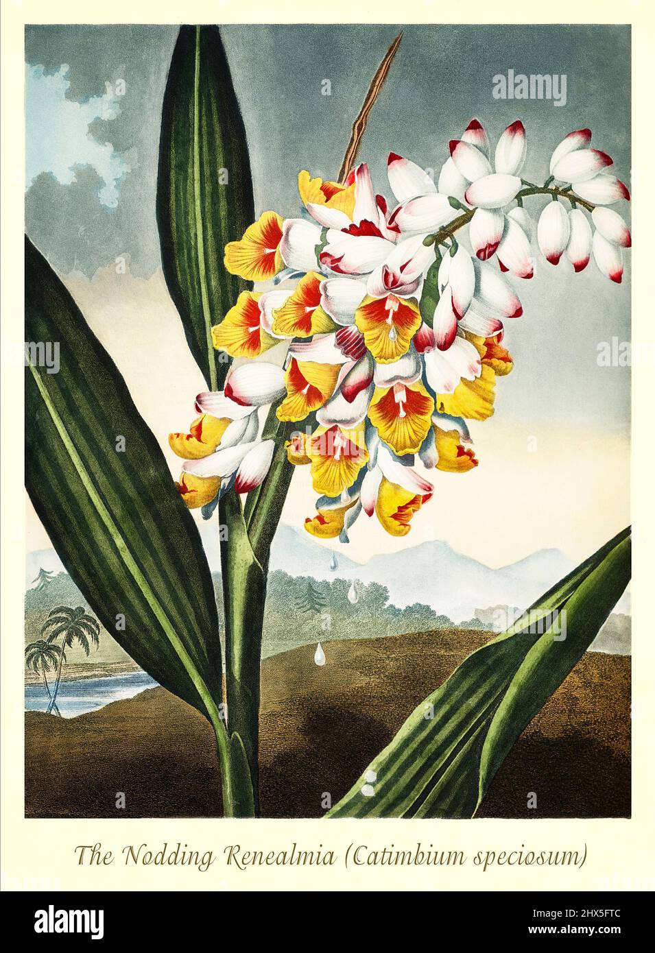 An early 19th century illustration of the Nodding Renealmia American or Catimbium speciosum. A native of China and Japan it rises by the banks of rivers to a height of near twenty feet and was introduced to the West about 1792 by Sir Joseph Banks.I t flowers in May and when first seen was immediately proclaimed for the beauty of its pink sweetly scented flowers. This artwork for Robert John Thornton's 'The Temple of Flora' in 1807, was printed, for the publisher, by T. Bensley, London, England. Stock Photo