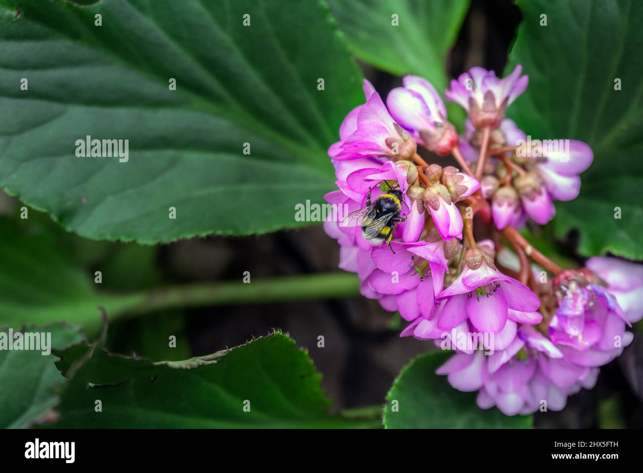 Bumblebee on a clump forming pink Bergenia cordifolia in winter in the south of France, close up Stock Photo