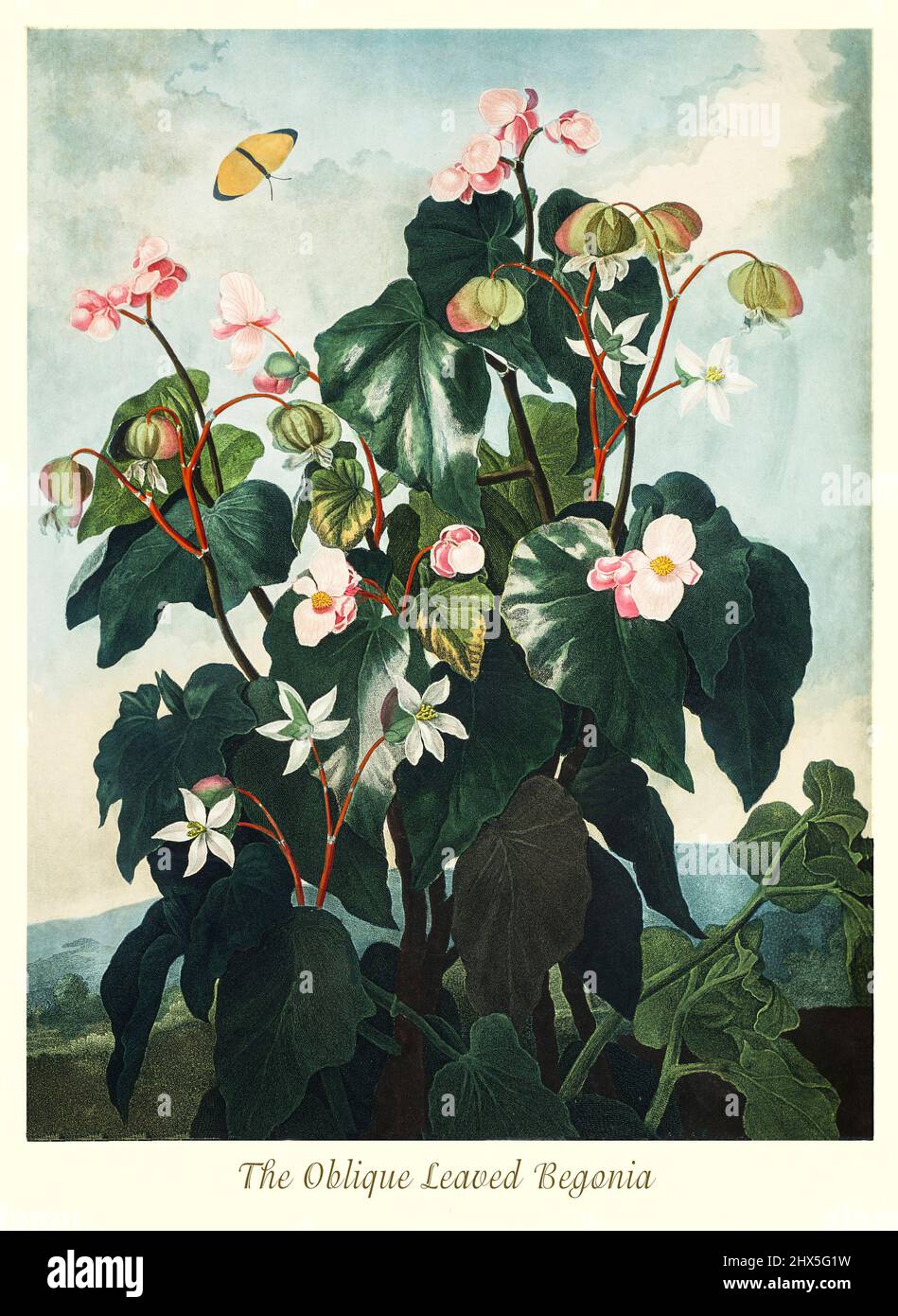 An early 19th century  illustration of the Oblique-Leaved Begonia aka Begonia nitidia was brought from Jamaica by Sir Joseph Banks. Regarded as a fine plant then, it played an important part in the breeding of the modern small-flowered bedding begonias, Begonis semperflorens. This artwork for Robert John Thornton's 'The Temple of Flora' in 1807, was printed, for the publisher, by T. Bensley, London, England. Stock Photo