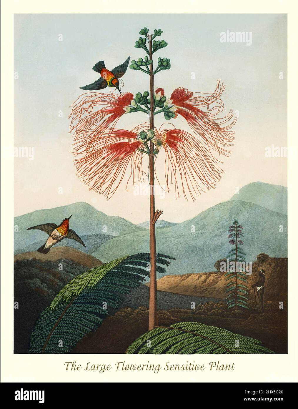 An early 19th century illustration  of the Large Flowered Sensitive Plant, a mimosa belonging to the taxonomic group Magnoliopsida and family Mimosaseae and native to Central America and South America. This artwork for Robert John Thornton's 'The Temple of Flora' in 1807, was printed, for the publisher, by T. Bensley, London, England. Stock Photo