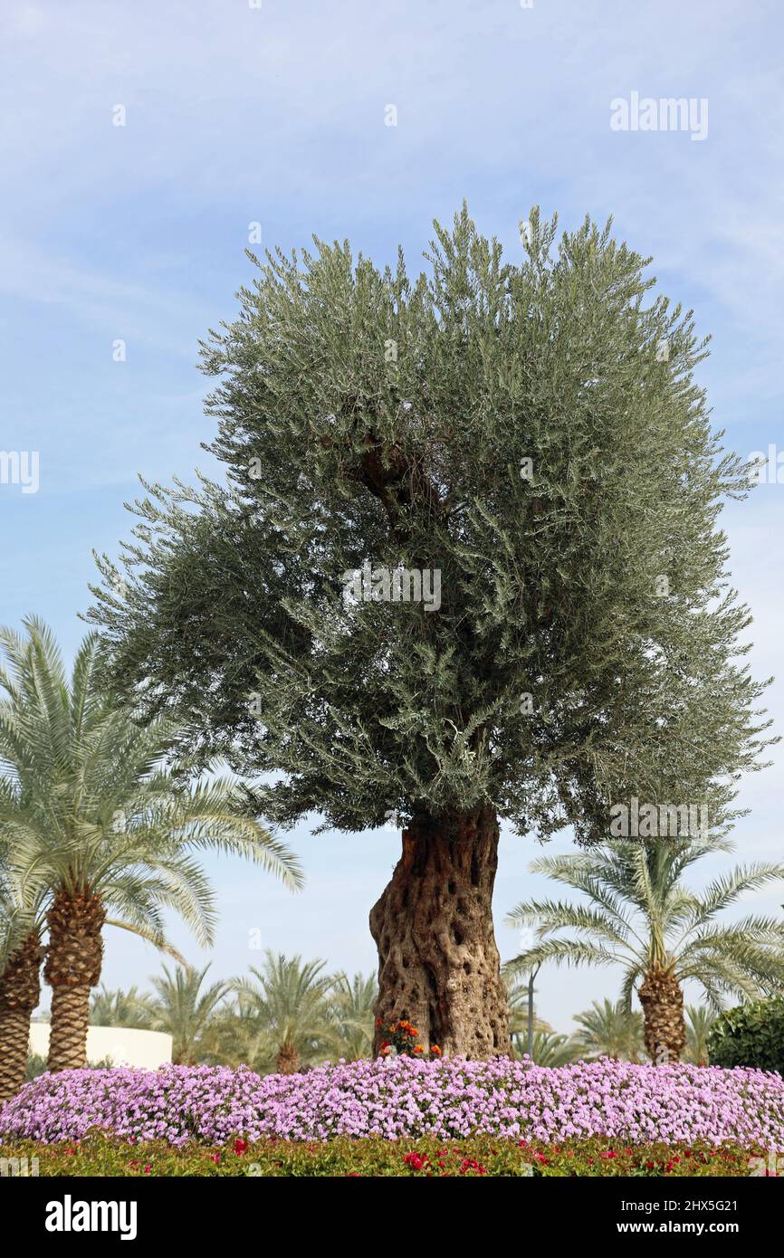 Olive tree at Saraya Aqaba Stock Photo