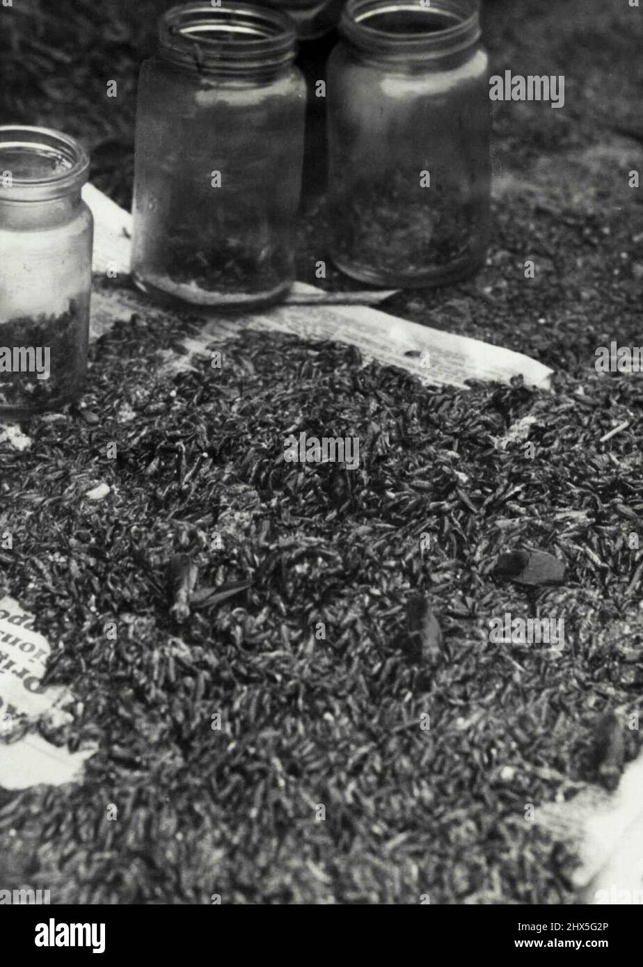Nocturnal: Here is- one night's haul of cockroaches from the home of Mr. A. Wills, at Boundary-street, Croydon, one of those invaded by millions of the pest, thought to breed in a nearby brick- pit. Homes in Webb and Boundary Streets are also badly affected. Residents trap the cockroaches in jars containing a bait of one part of fluoro-silicate and two parts of cocoa. May 29, 1945. Stock Photo