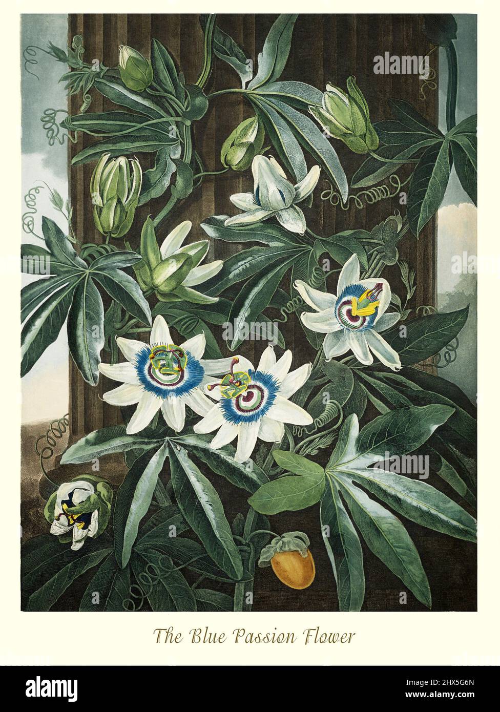 An early 19th century illustration of the Blue Passion Flower in the Genus Passiflora and Family Passifloraceae, a genus of about 550 species of flowering plants, mostly tendril-bearing vines, with some being shrubs or trees. They can be woody or herbaceous. Passion flowers produce regular and usually showy flowers with a distinctive corona. The flower is pentamerous and ripens into an indehiscent fruit with numerous seeds. This artwork for Robert John Thornton's 'The Temple of Flora' in 1807, was printed, for the publisher, by T. Bensley, London, England. Stock Photo
