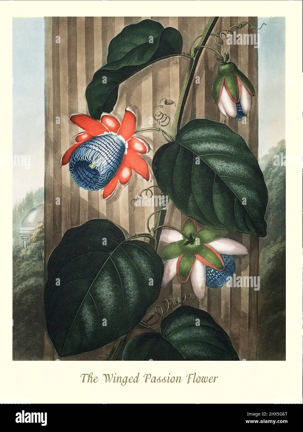 An early 19th century illustration of the Winged Passion Flower in the Genus Passiflora and Family Passifloraceae, a genus of about 550 species of flowering plants, mostly tendril-bearing vines, with some being shrubs or trees. They can be woody or herbaceous. Passion flowers produce regular and usually showy flowers with a distinctive corona. The flower is pentamerous and ripens into an indehiscent fruit with numerous seeds. This artwork for Robert John Thornton's 'The Temple of Flora' in 1807, was printed, for the publisher, by T. Bensley, London, England. Stock Photo