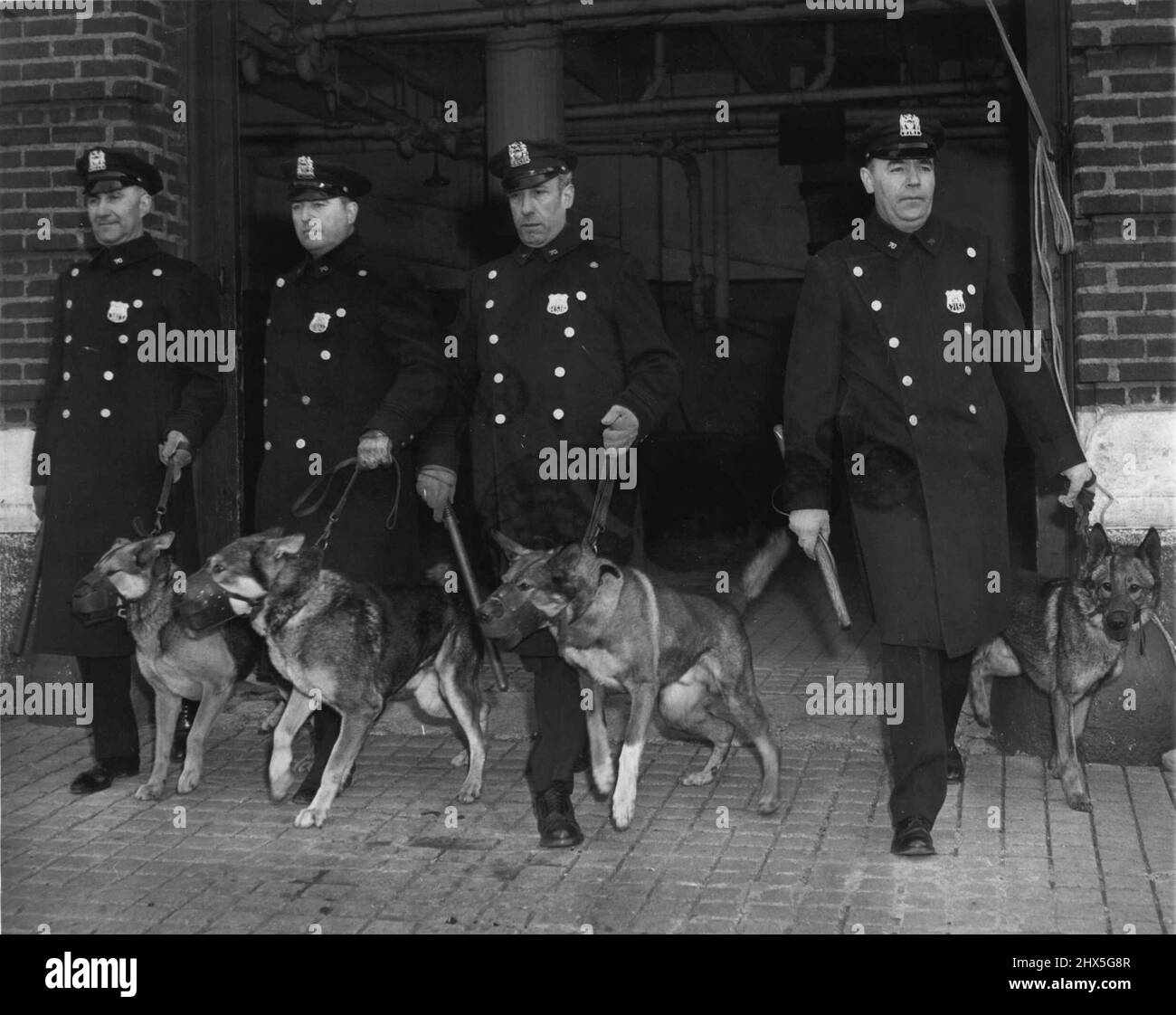 Dogs (Police) Overseas English Police Dogs Police (See Separate