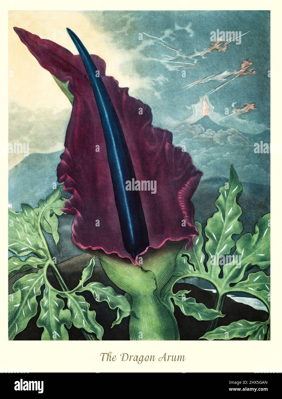 An early 19th century illustration of the Dragon Arum, an aroid flowering plant in the genus Dracunculus and family Araceae. The herbaceous perennial is endemic to the Balkans, extending as far as Greece, Crete, and the Aegean Islands, and also to the south-western parts of Anatolia. This artwork for Robert John Thornton's 'The Temple of Flora' in 1807, was printed, for the publisher, by T. Bensley, London, England. Stock Photo