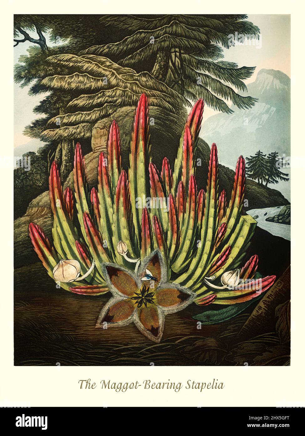 An early 19th century illustration of the Maggot Bearing Stapelia, a  genus of low-growing, spineless, stem succulent plants, predominantly from South Africa with a few from other parts of Africa. The appearance of many Stapelia flowers has been claimed to resemble rotting meat, and coupled with their odour serve to attract blow flies that frequently lay eggs around the coronae of Stapelia flowers. This artwork for Robert John Thornton's 'The Temple of Flora' in 1807, was printed, for the publisher, by T. Bensley, London, England. Stock Photo