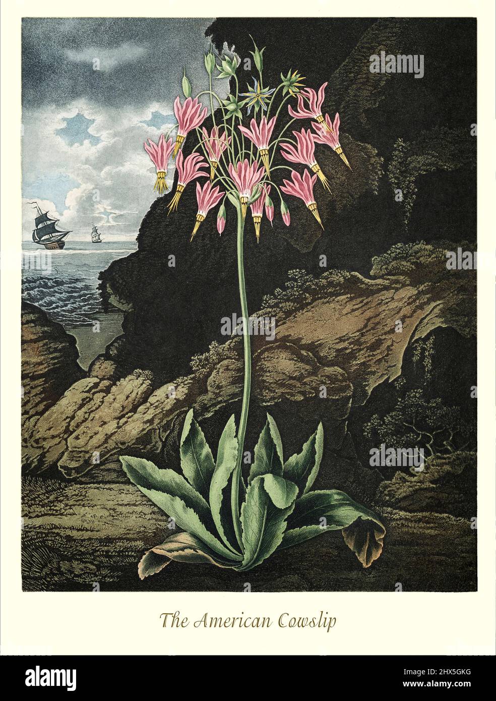 An early 19th century illustration of the American Cowslip, a Dodecatheon is related to the genus Primula (primroses and related plants). The species have basal clumps of leaves and nodding flowers that are produced at the top of tall stems rising from where the leaves join the crown. The genus is largely confined to North America and part of northeastern Siberia. This artwork for Robert John Thornton's 'The Temple of Flora' in 1807, was printed, for the publisher, by T. Bensley, London, England. Stock Photo