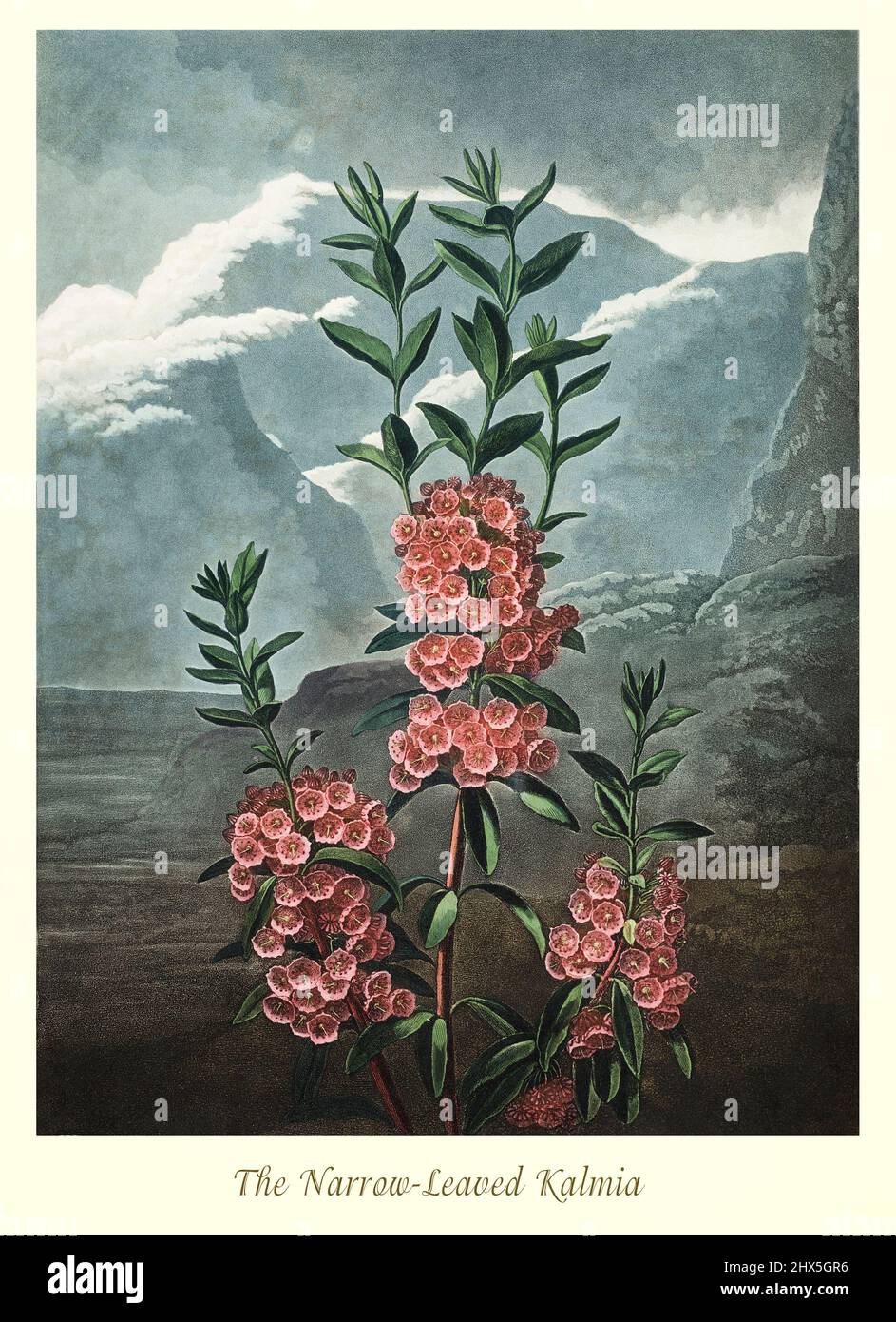 An early 19th century illustration of the Narrow Leaved Kalmia in the Genus Kalmia and Family Ericaceae, a Native from Quebec and New Brunswick to Florida, west to Ohio and Tennessee. This artwork for Robert John Thornton's 'The Temple of Flora' in 1807, was printed, for the publisher, by T. Bensley, London, England. Stock Photo