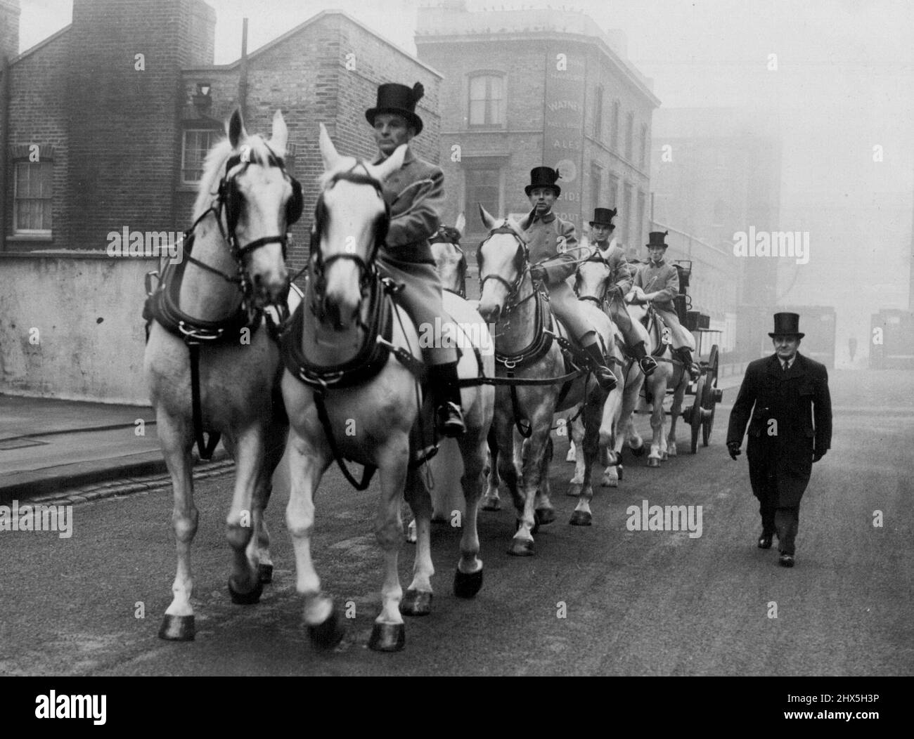 These are the horses which will pull the Queens State Coach at the