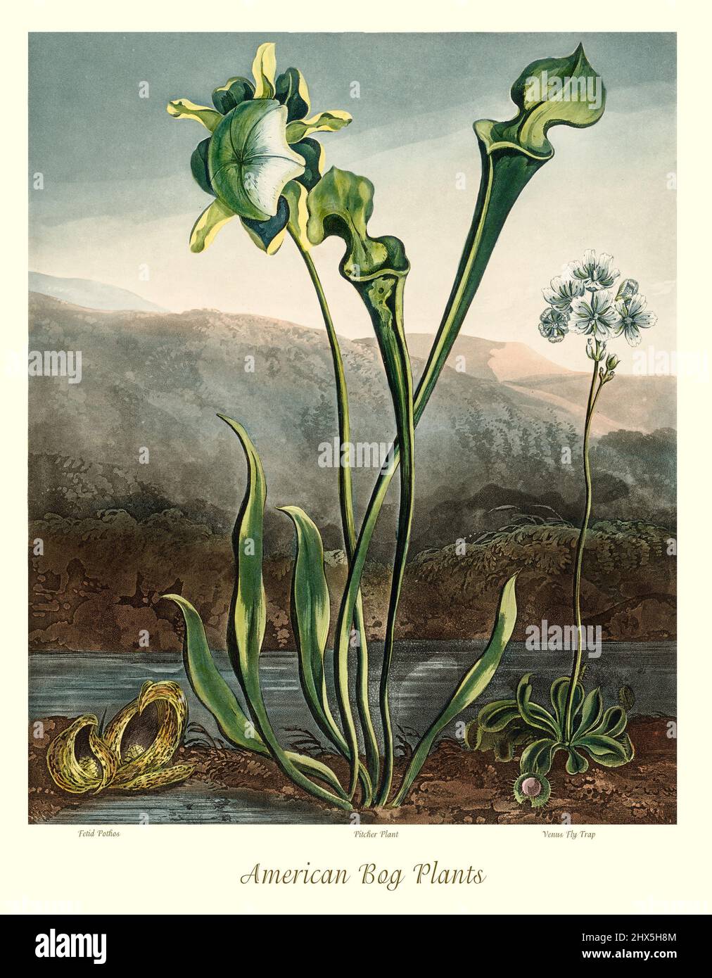 An early 19th century illustration of American Bog Plants, showing a skunk cabbage (Symplocarpus foetidus), a yellow pitcherplant (Sarracenia flava), and a Venus flytrap (Dionaea muscipula) growing on the bank of a pond. The yellow pitcherplant and Venus flytrap are carnivorous plants. This artwork for Robert John Thornton's 'The Temple of Flora' in 1807, was printed, for the publisher, by T. Bensley, London, England. Stock Photo
