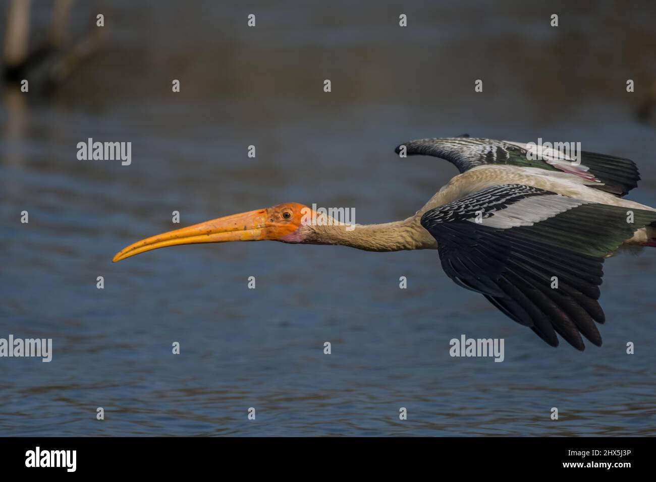 Indian Painted stork or Mycteria Leucocephala in Keoladeo national park ...