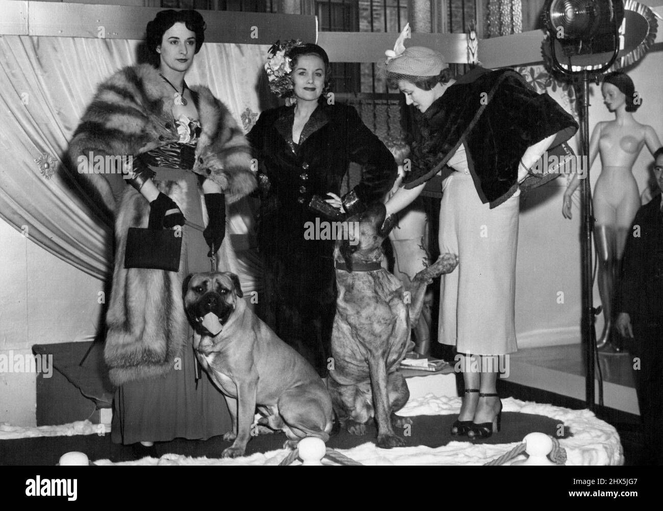 Stars Will Wear $1,000,000 Worth of Furs - Three stars with fur models they will wear next week. Left to right they are Carol Lynne, Judy Shirley, and Gabrielle Brune. Respectively they are medelling a Russian Red Fox on purple moss, with detachable crepe skirt; a black Sealgoney suit, with cerise acquins; and a prune colour Mcleakin in Toreador style. The dogs are some of those being used to guard the costly furs. Over $1,000,000 worth of British furs are to be worn by leading stage stare and other celebraties in a ***** exhibition staged by Swears and Wells in Oxford Street during the next Stock Photo