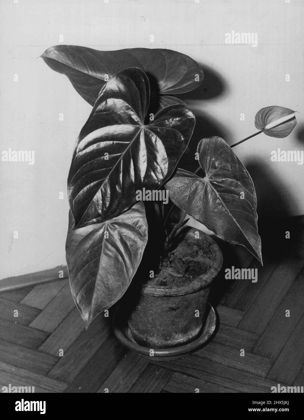anthurium-in-flower-it-s-a-good-house-plant-but-it-isn-t-easy-to-get