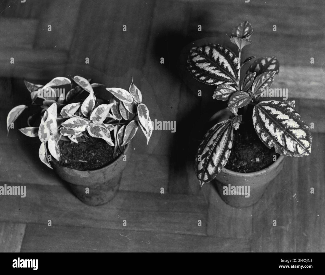 Aluminium plant (right), ***** radicans (left). Ficus plants are most