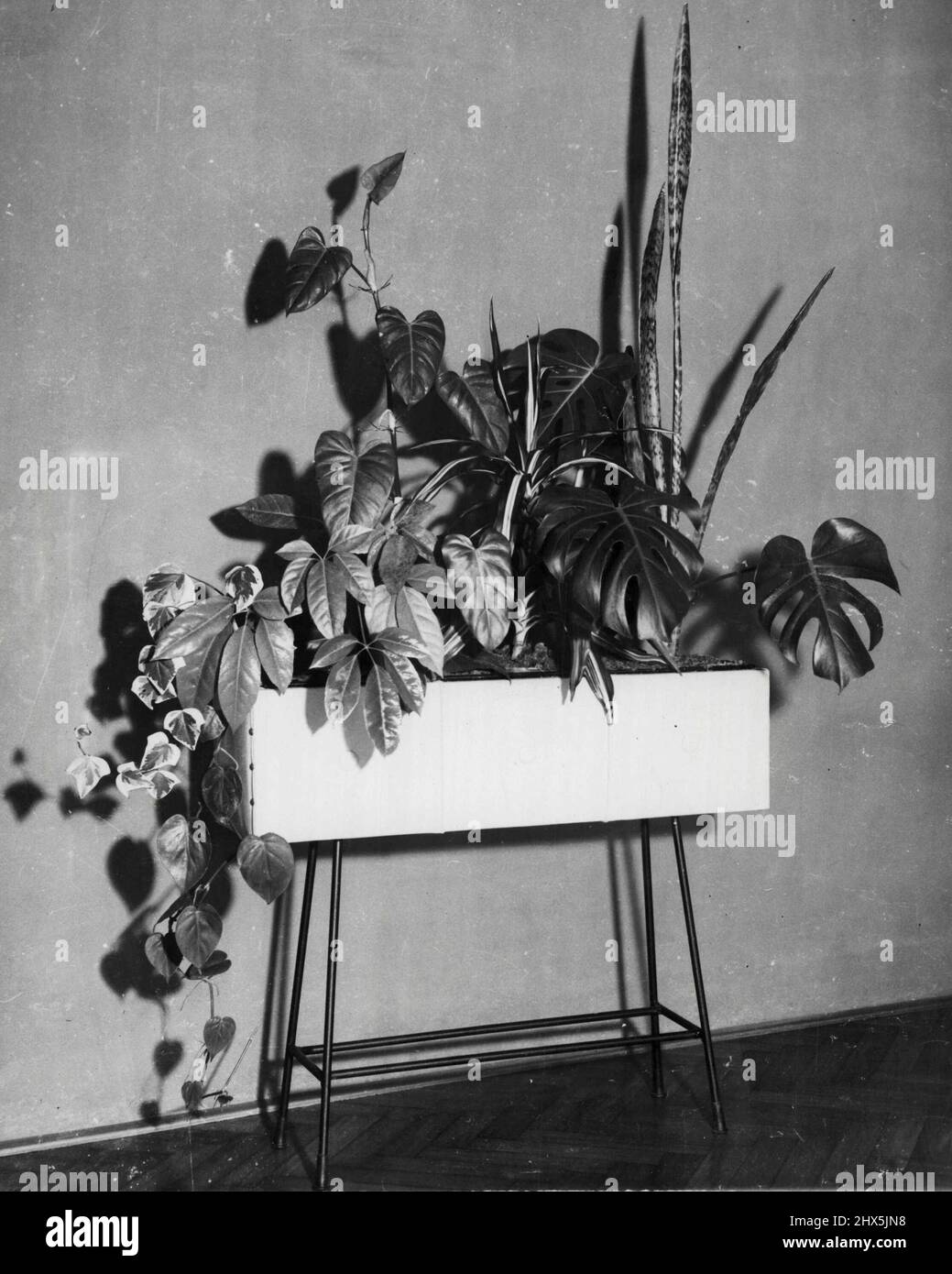 American lvy, Philodendron Cordatum, Brassia, Philodendron erubescens, Dracaena, Monstera Deliciosa, Sansevieria. April 25, 1955. Stock Photo