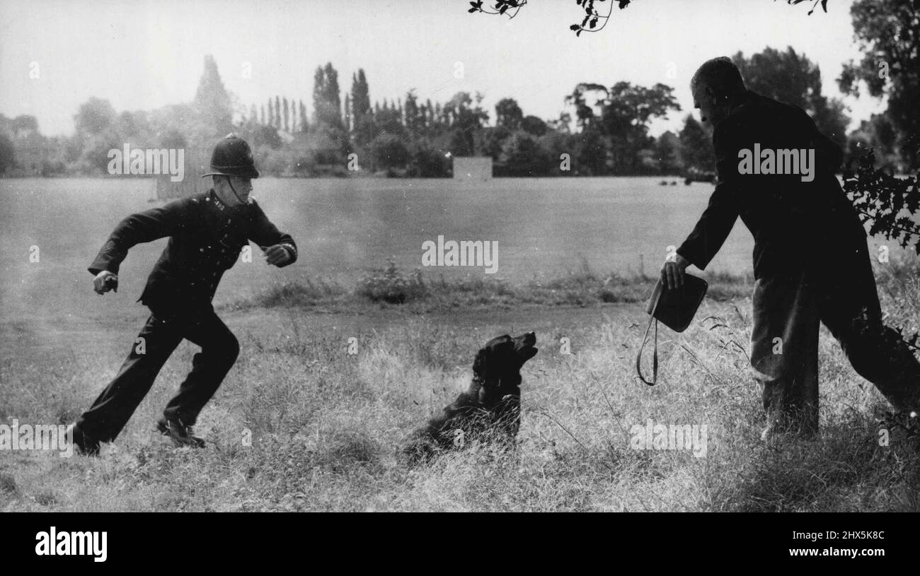 The Policemen Has A Cold Nose -- P.C. Scott, in the role of bag-snatcher, provides a demonstration target for police dog Jess, closely followed by P.C. Shelton during training at Imber Court to-day (Wednesday). The Six Labrador dogs, owned and trained by the Metropolitan Police Force for assistance in handbag snatching incidents and in the suppression of housebreaking, were on show to-day (Wednesday) at Imber Court Police Training Center. Methods which have been used in the 14 'dog' arrests so far made and new drill being taught the dogs were demonstrated. July 23, 1947. Stock Photo