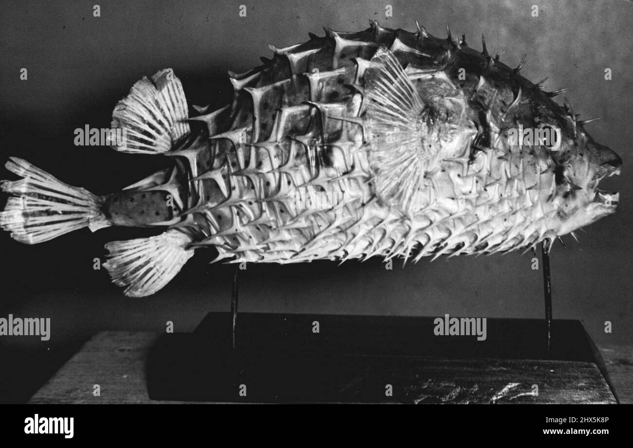 The Porcupine Fish -- (Diodon Hystrix) is very similar to the toado, but is festooned with long spikes. It has only two teeth in a parrot-like beak. The eight different varieties found in Australian waters grow to about one foot long. Poisonous to eat. May 27, 1950. Stock Photo